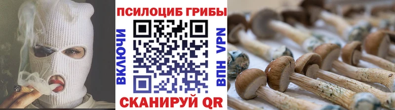 закладки  Кимовск  shop какой сайт  Галлюциногенные грибы Psilocybe 